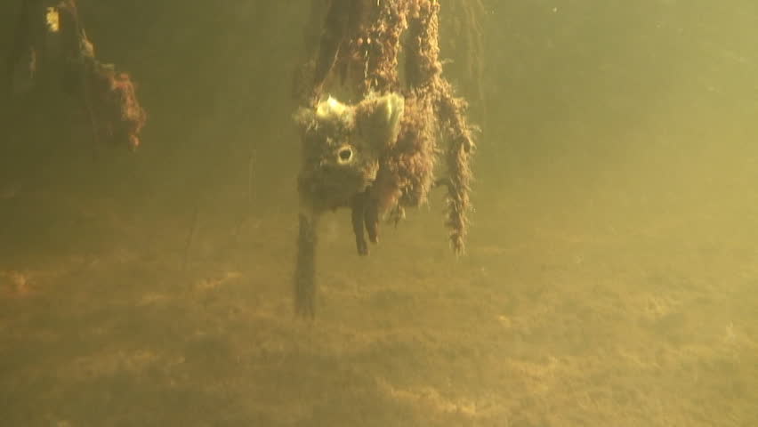 looking at the roots of mangrove tree underwater and then at the upper part in the air