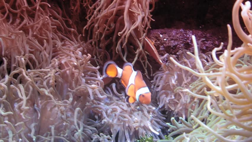 Clown Fish in his anemone.