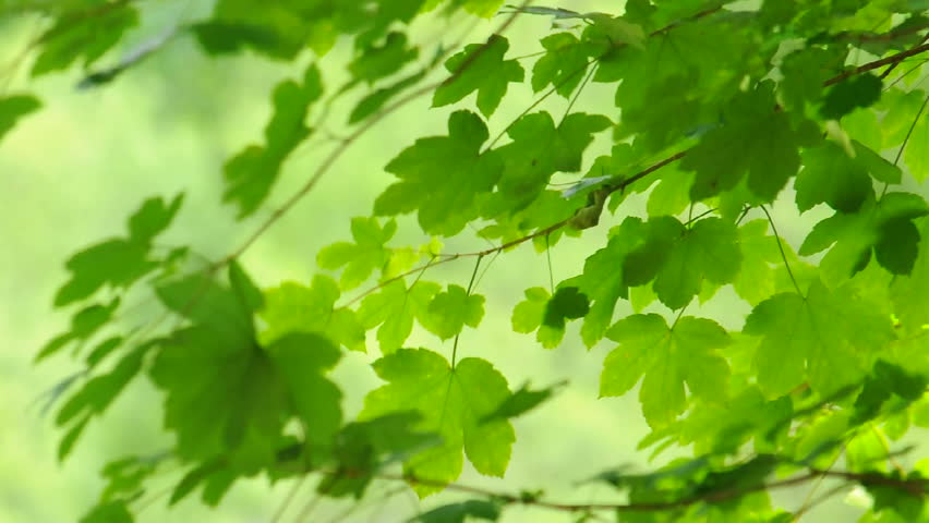 Bright Green Leaves 