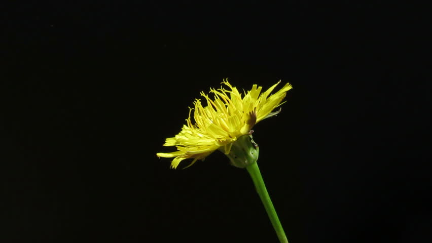 Taraxacum officinale with many bugs on black background