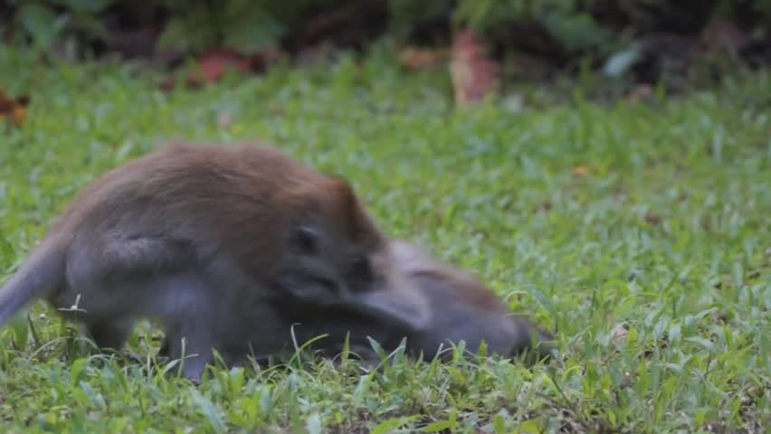Two macaque monkeys playing with each other
