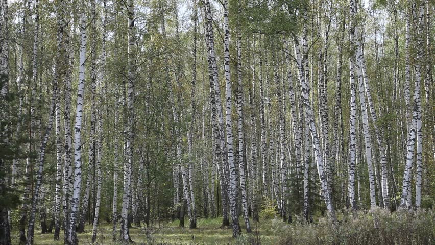 Summer birch forest landscape