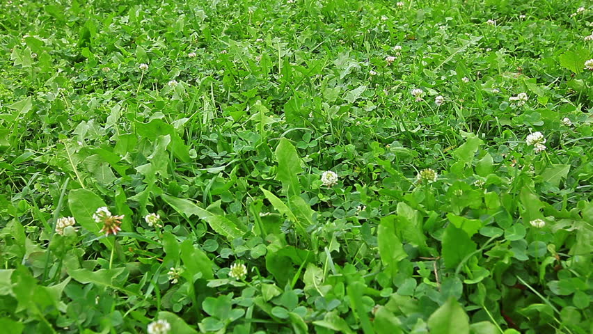 rabbit on a green lawn