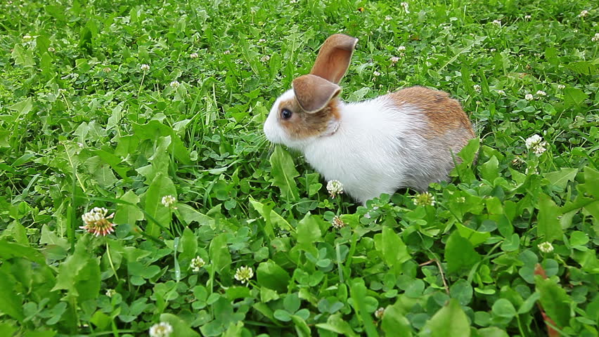 rabbit on a green lawn