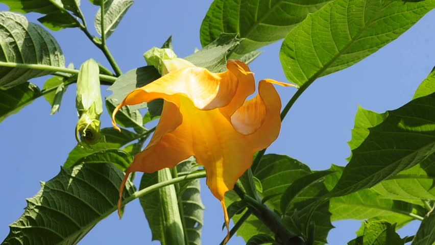 angel`s trumpet