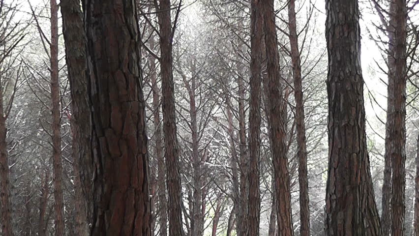 Trees