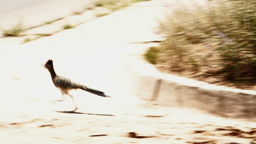 Roadrunner running across the road into a yard to look for shade.