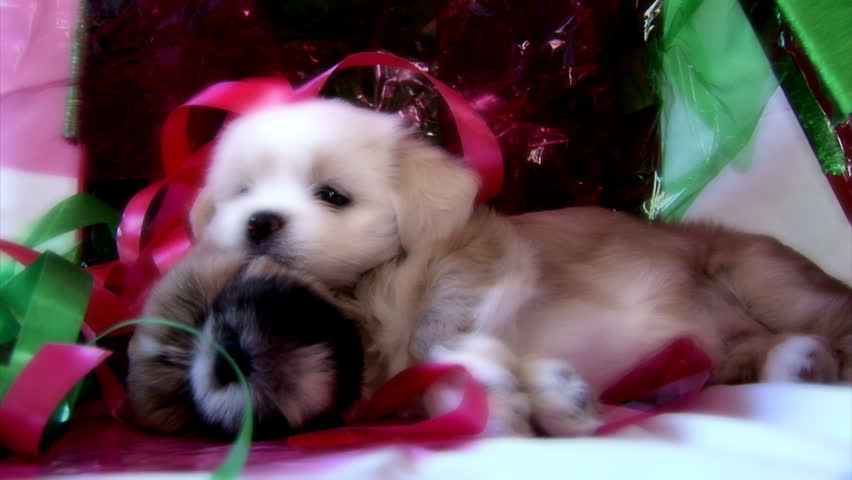 Cute Puppies with Gift Wrapping 2