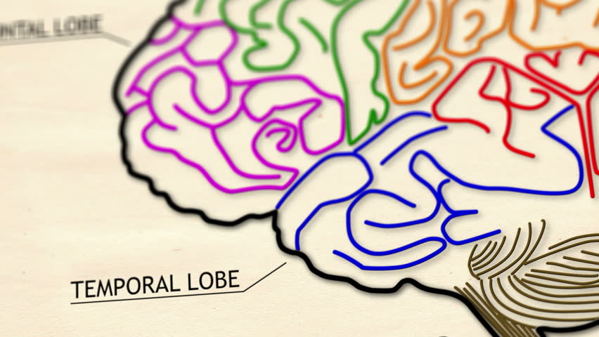 The human brain structure animation illustration Shallow Depth of Field Film Shot Design