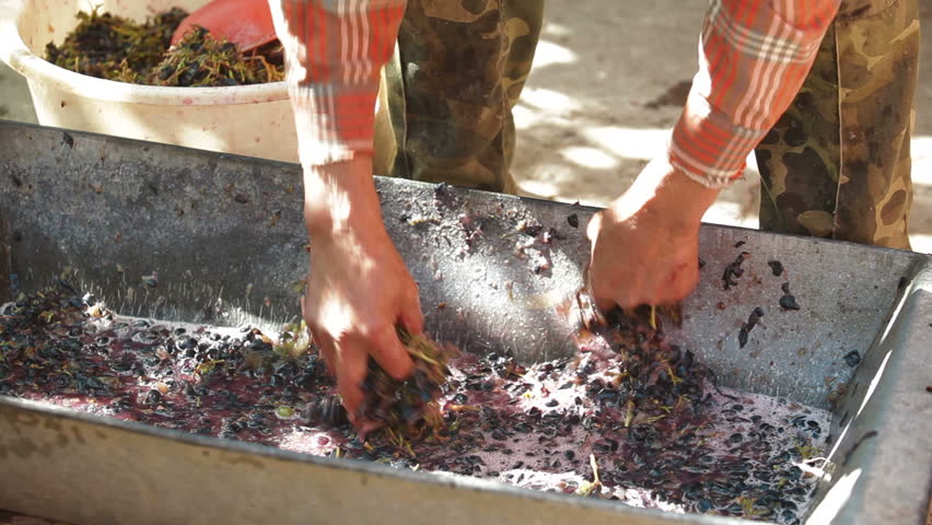Homemade wine production - take out the stems before wine can be made