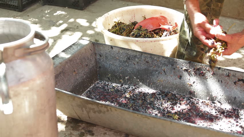 Homemade wine production - take out the stems before wine can be made