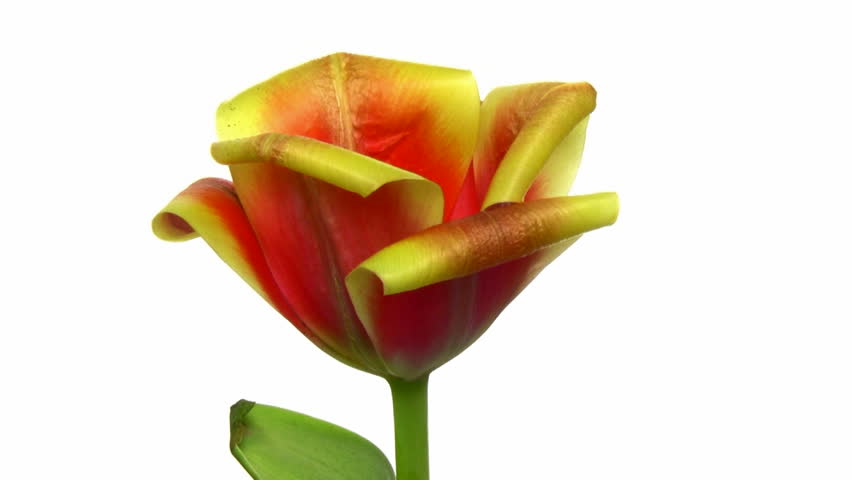 Rotating red - yellow tulip, endless loop 1 