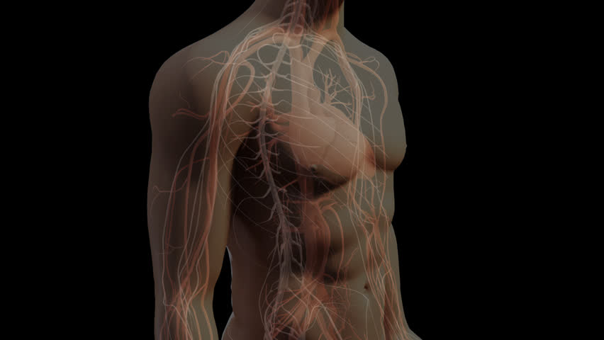 Rotation from side to anterior (front) view of a translucent male patient highlighting the cardiovascular and nervous systems