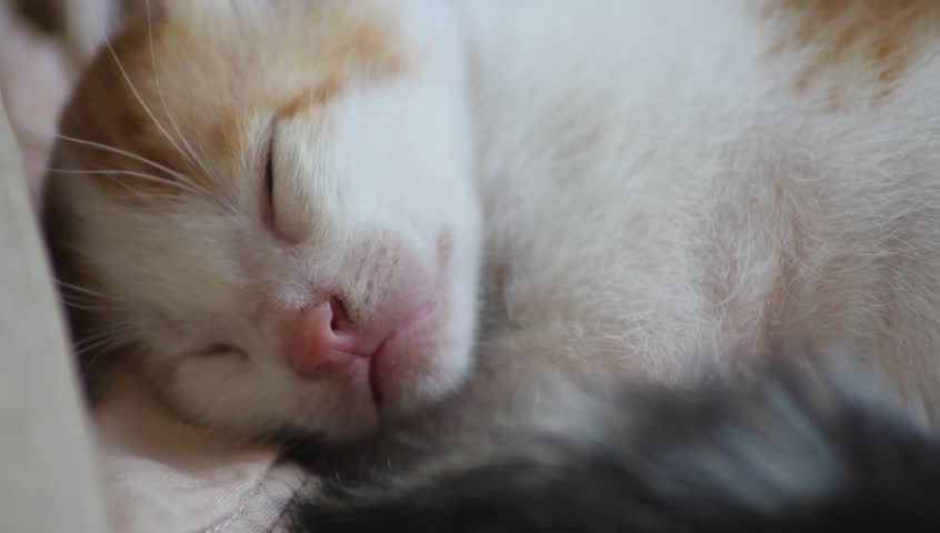 Kitten sleeping