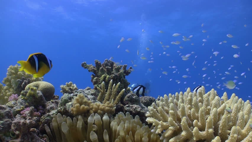 Clown Anemonefish on Coral Reef, Red sea
