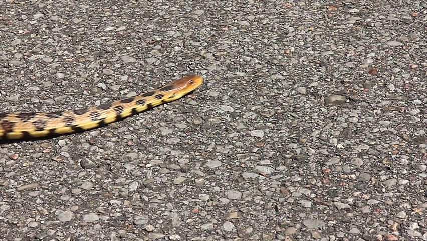 An Endangered Foxsnake slithering across a busy road. Elaphe or Pantherophis genus. vulpina or gloydi species.