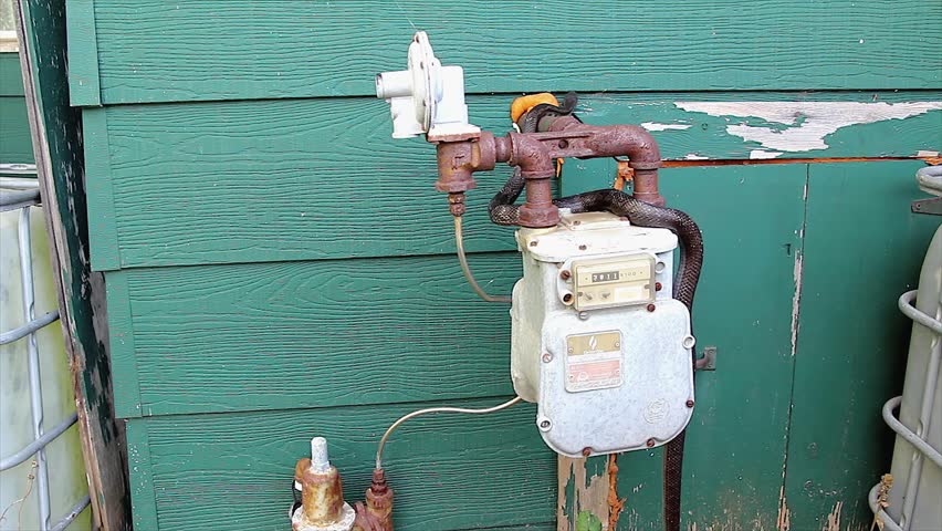 A Black Ratsnake slithers along a gas meter in Ontario, Canada. Also known as a Gray Rat Snake.