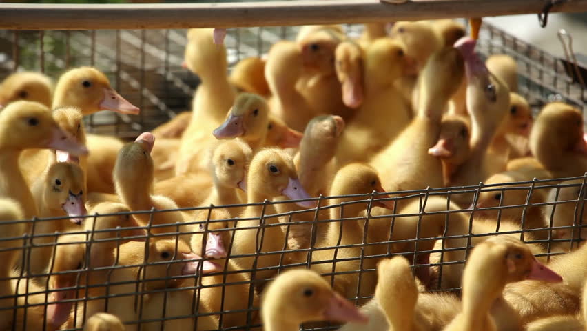 many ducks in a cage 2
