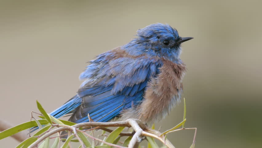 Male Blue Bird Drying after Bath