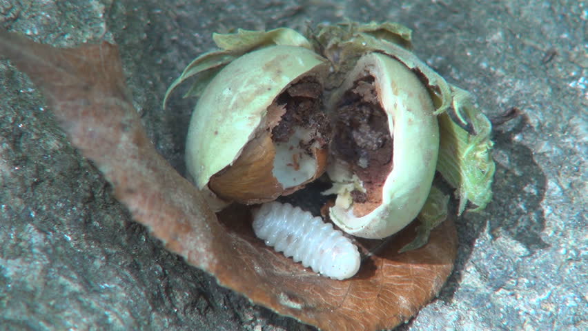 Maggoty, Grubby Nut, Maggot, Worm Eaten Peanut
