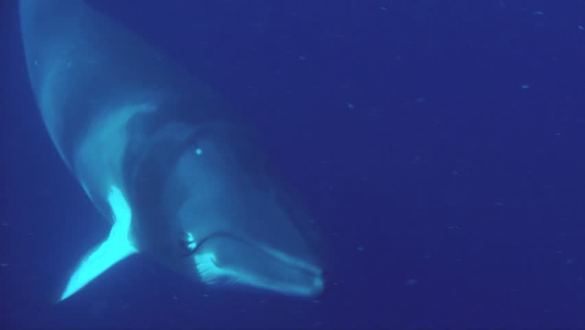 Minke whale approaches the camera on the great barrier reef. Australia.