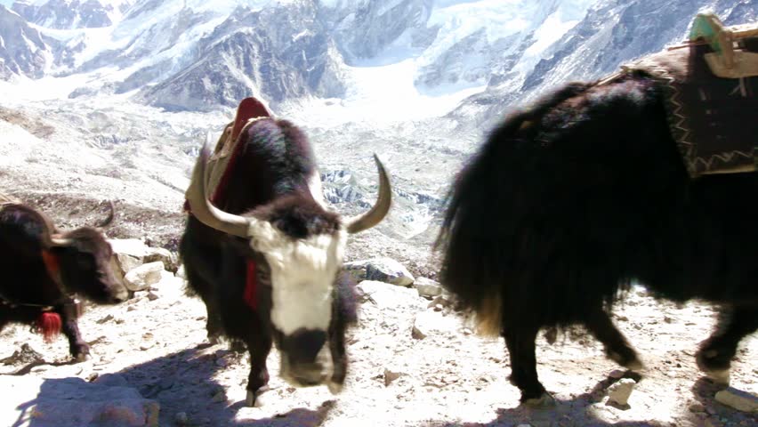 caravan of yaks in the Himalayas,Nepal,Everest Base Camp