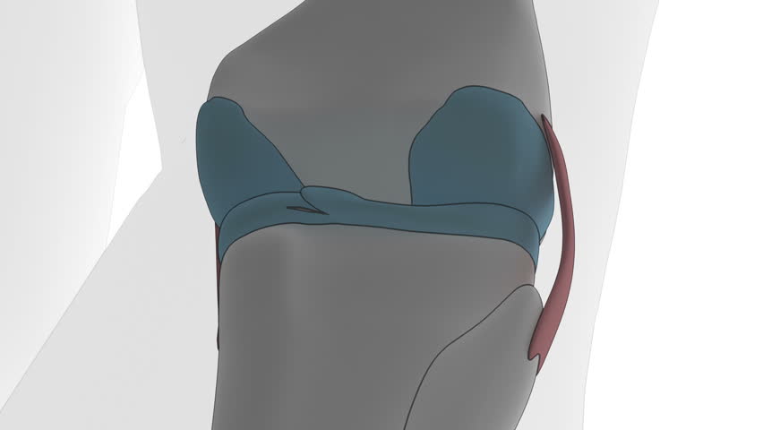 Anatomy of knee in cartoon look