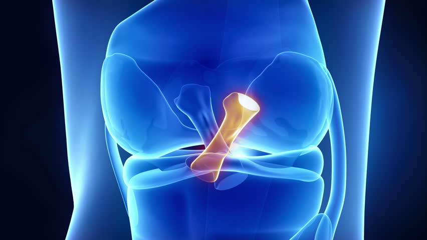 Meniscus medical anatomy in x-ray knee