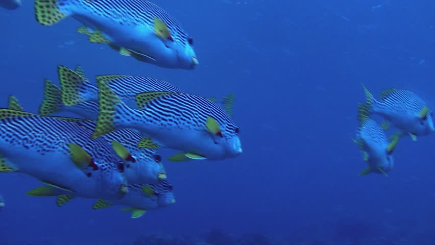 The camera joins in with the school of colorful diagonal banded sweetlip on the great barrier reef Australia.