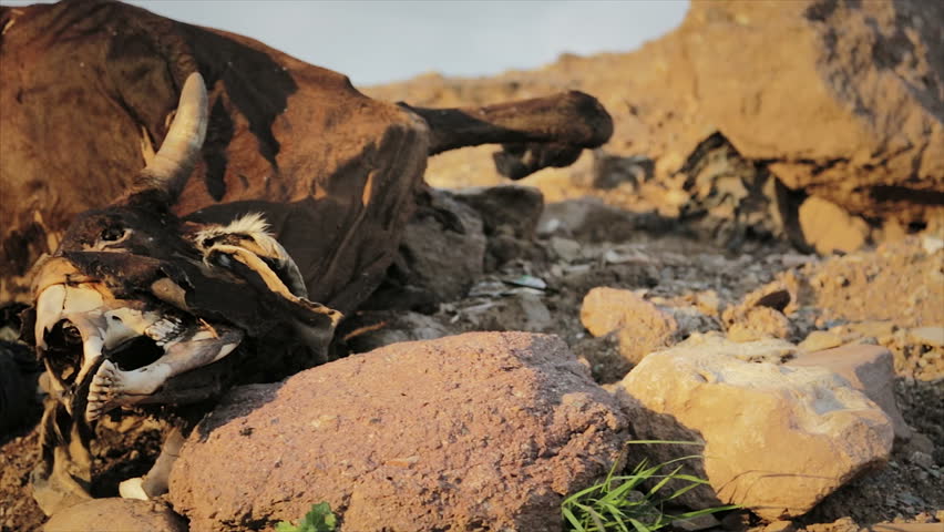 Earth contamination. Dead Cow in Desert Land