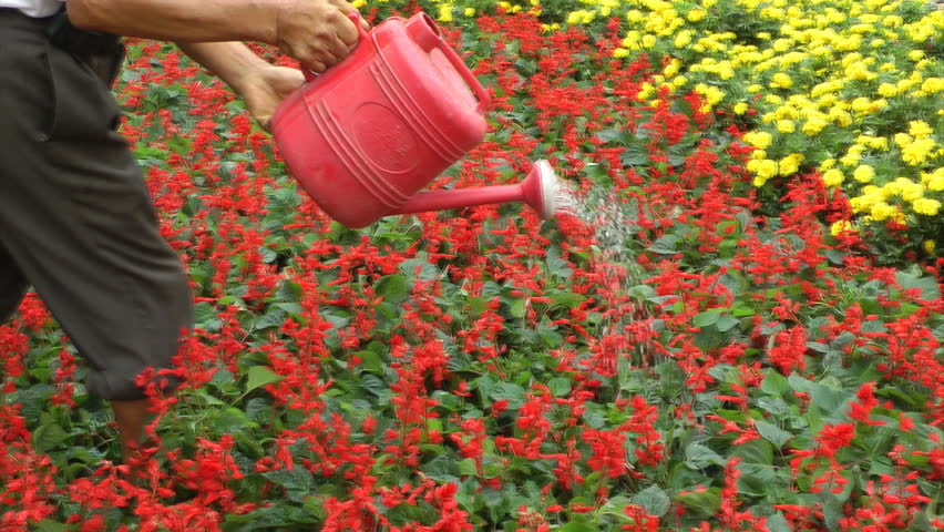 Horticultural workers to water the flowers
