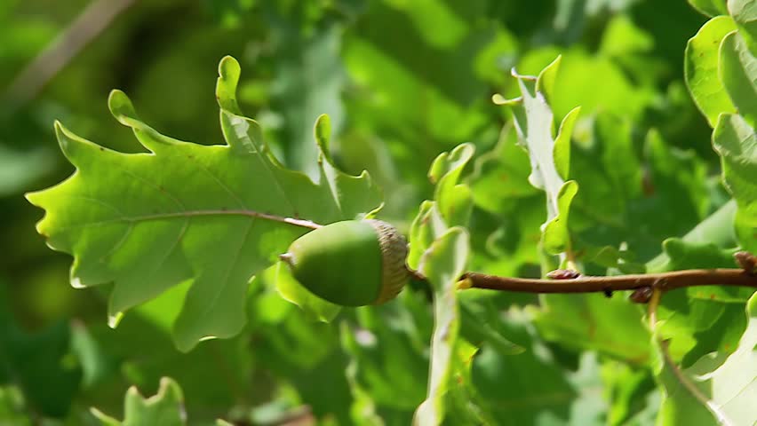 Unripe green acorns on oak branch
