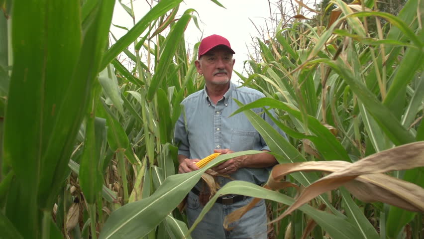 Corn farmer walking through his field towards camera