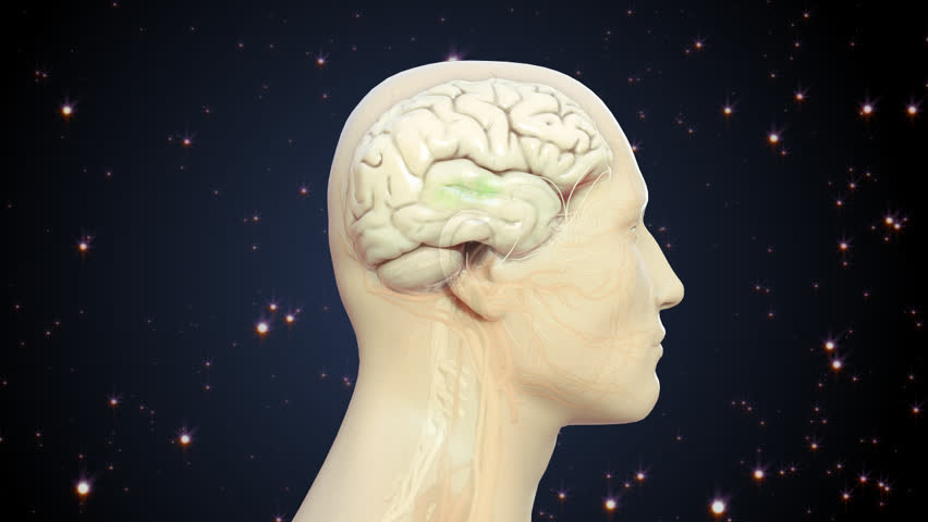 Rotation of the male human from the head to full body view demonstrating the transmission of electrical signals or chemicals from the brain to the systemic body
