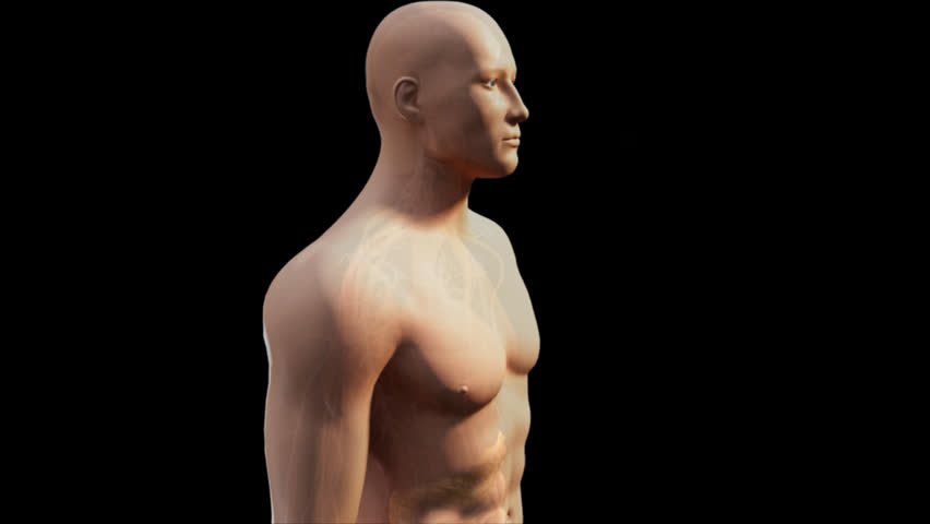 3D video of transparent human male digestion demonstrated through eating and swallowing showing path through mouth, esophagus into stomach through highlight of white