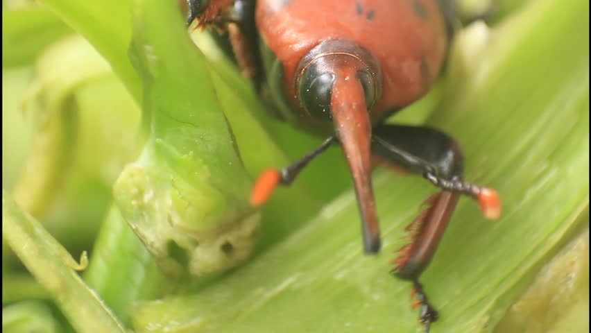 Grubs and vegetables.