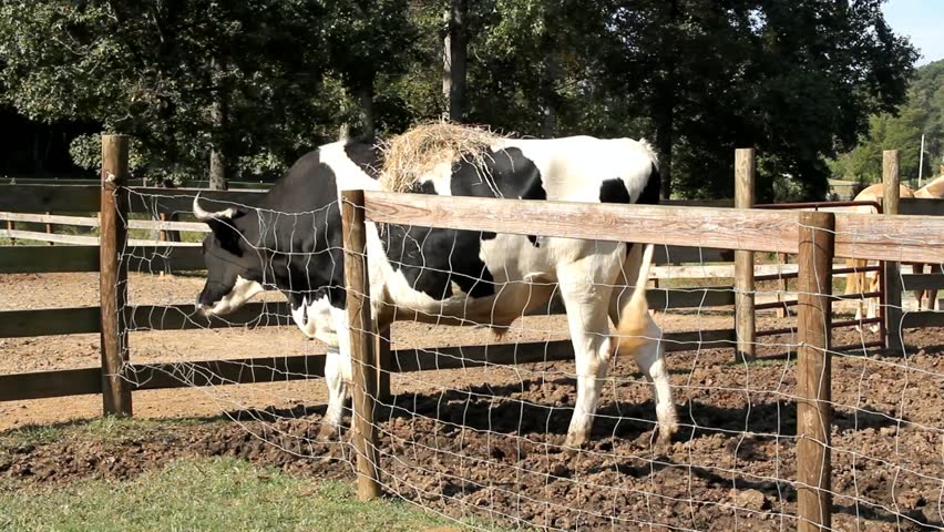 Large Black And White Cow At A Fence Flicking Tail With Hay On Its Back