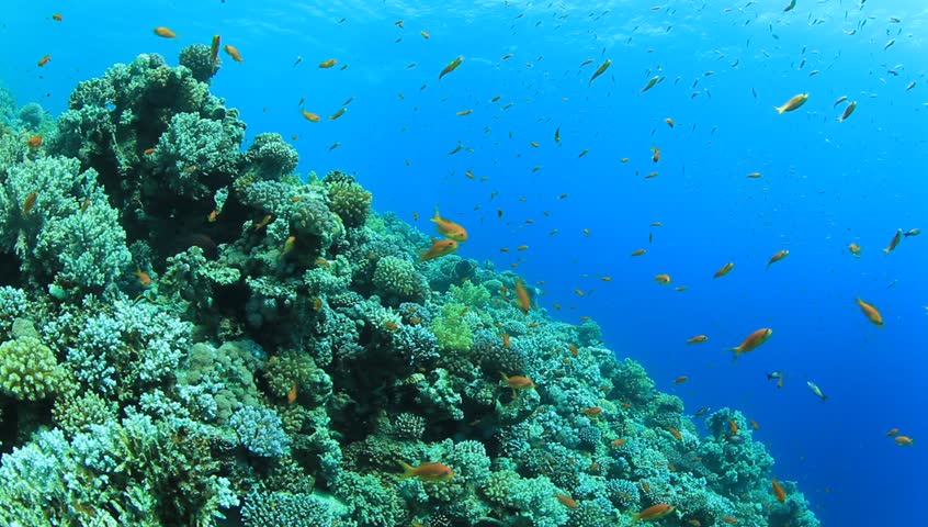 Coral Reef Scene with numerous tropical fish