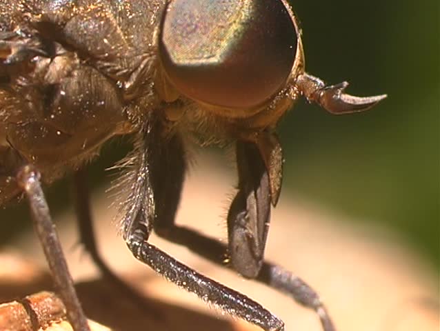 Close-up of horsefly head and mouthparts
