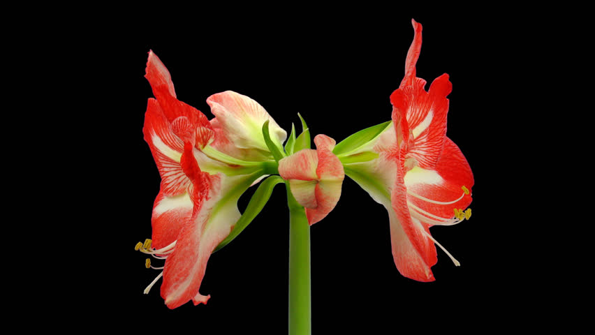Time-lapse of opening red-white "Christmas Star" amaryllis flower 1x1 in PNG+ format with alpha transparency channel isolated on black background.