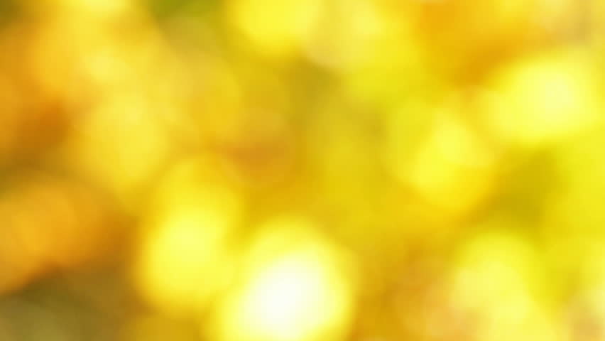 realistic yellow natural bokeh light