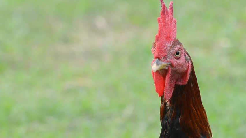 head of chicken brown on a background of green