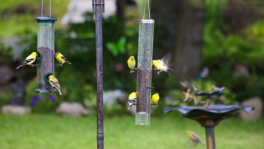 Many yellow finches flying around and feeding from bird feeders.