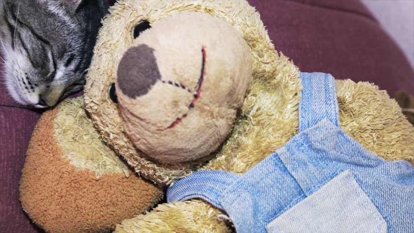 Teddy bear next to the gray sleeping kitty 