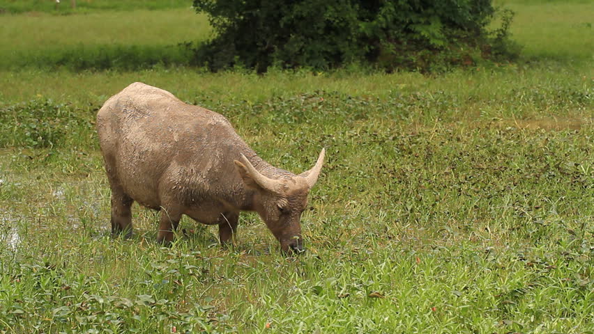 buffalo eating the grass in water.