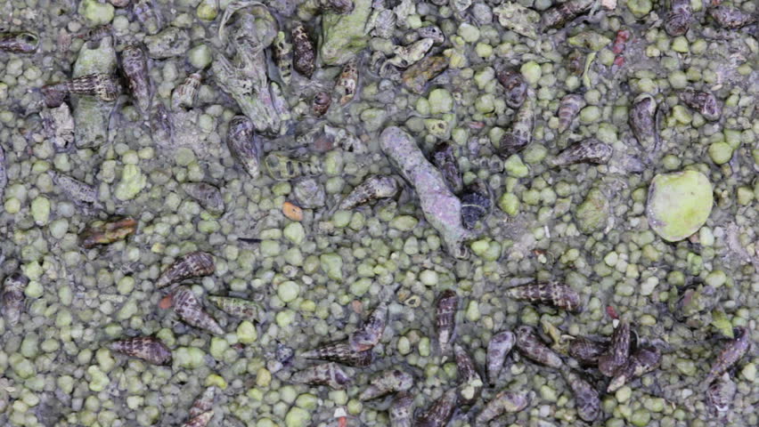 oysters during low tide