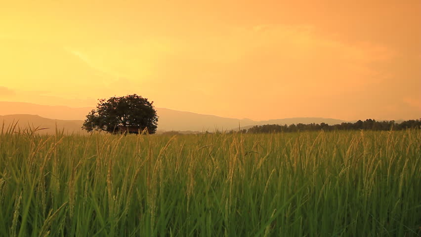 Landscape of rice farm in Thailand : Crane shot