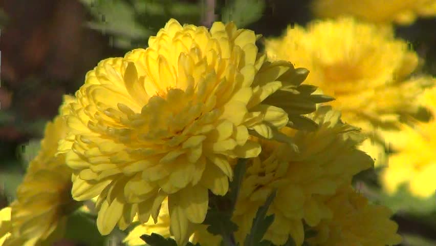 Yellow chrysanthemums in the wind close-up