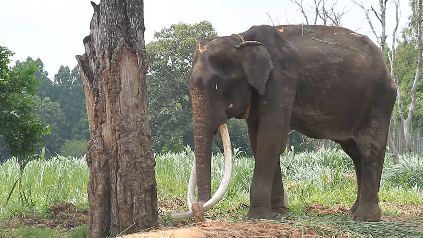 Thai elephant 