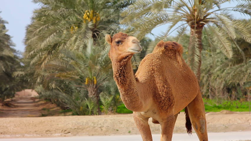 Camel in desert with palm trees
